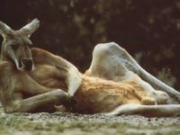 Sexy Känguru
