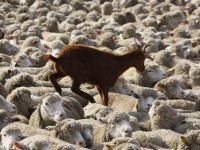 Ziege geht auf Schafe spazieren