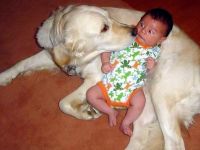 Hilfe ein Hund