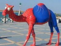 Spider Camel