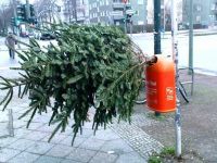 Tannenbaum Entsorgung