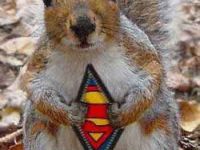Super Squirrel!