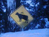 Komisches schild mit kuh