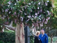 Geld wächst auf Baum