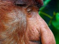 Lange Nase