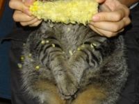 Katze ist Mais
