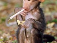 Rauchender Affe.