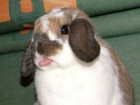 Hase steckt Zunge raus