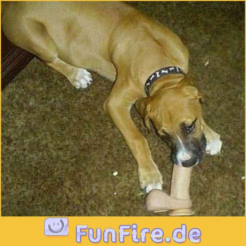 Ups,was hat der hund denn da gefunden?