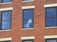 Pferd am Fenster