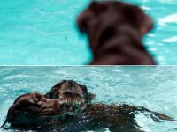 Hund rettet Katze