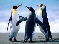 Dulli-Pinguine