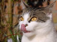 Katze putzt sich die Nase
