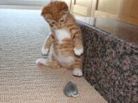 Katze und Maus