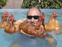 Mit den Hühnern im Pool