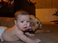 Hund schleckt Baby