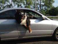 Cool Dog im Auto