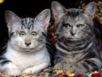 Grussi Katzen