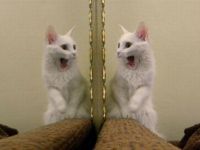 Katze erschrickt vor sich selbst