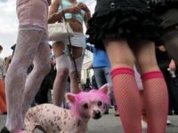 Wie die Herrin so der Hund