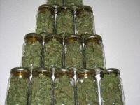 Pflanzenpyramide