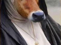 Kuh oder Nonne?