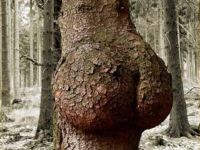 Der Arsch-baum