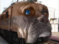 Hundeexpress