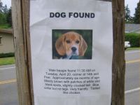 Hund gefunden