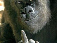 Böser Stinkefinger