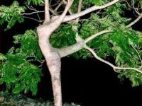 tanzender Baum