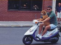 Hund fährt Roller