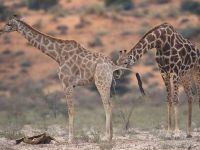 Durstige Giraffe