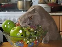 Hilfe, der Kater frisst uns!
