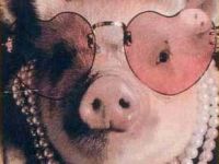 Das Trendsetter Schwein