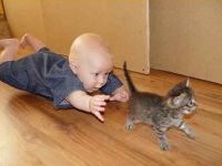 Fang die Katze