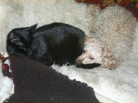 Hund und Katze