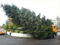 Unser Weihnachtsbaum