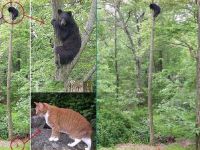 Angst vor einer Katze