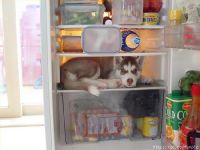 Husky im Eisfach