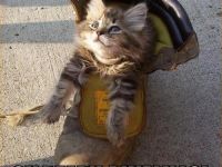 katze klo mal anders wo