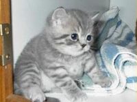 Babykatze