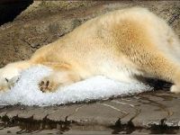 Eisbär on the Rocks