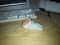 Maus und Maus