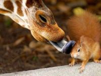 Giraffe und Eichhörnchen