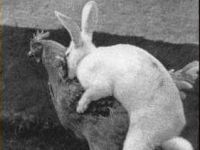 Hase und Huhn