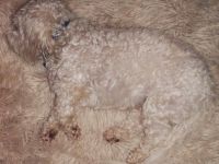 Wo ist denn der Hund hin?