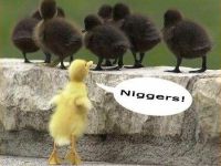 Rassistenente