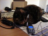 Handy Katze