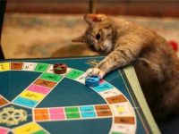 Katze spielt